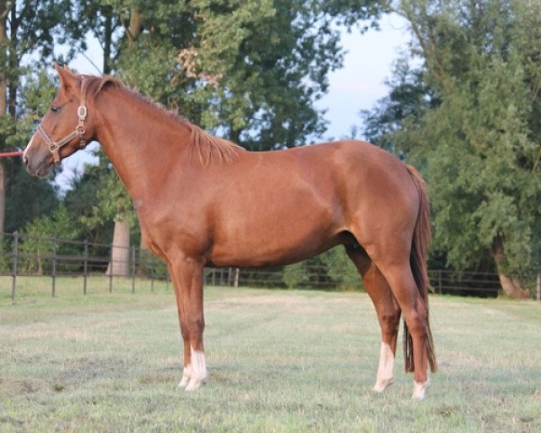 Pferd Kantje's Elin (Nederlands Rijpaarden en Pony, 2009, von Orchid's Romario II)