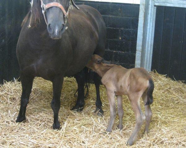 horse Queeny B (Welsh mountain pony (SEK.A), 1996, from Amstelhoeve's O-Benno)