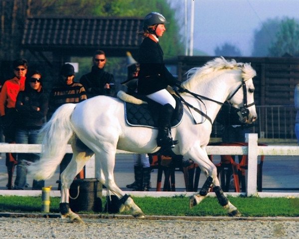 Pferd Forban Pondy (Connemara-Pony, 1993, von Apollon Pondi)