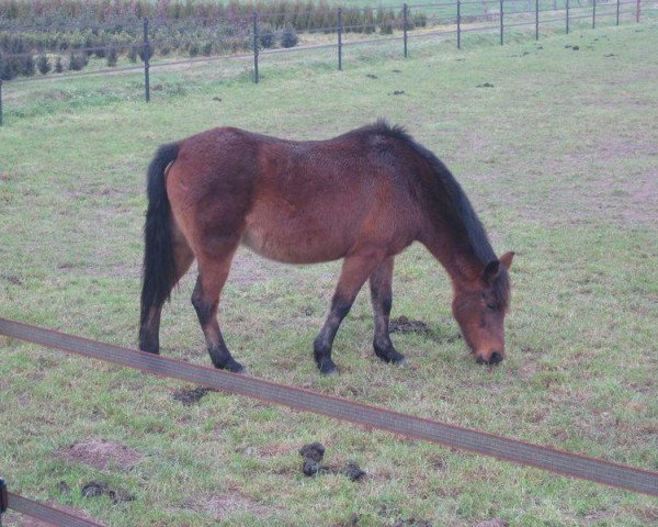 Zuchtstute Tjerry (New-Forest-Pony, 1990, von Watershof Pretendent)