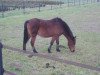 broodmare Tjerry (New Forest Pony, 1990, from Watershof Pretendent)