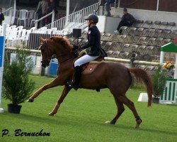 broodmare Miss Mentos (German Riding Pony, 1995, from Mentos)