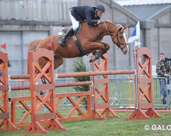 Zuchtstute Coline (Belgisches Warmblut, 2002, von Jaleo du Defey)