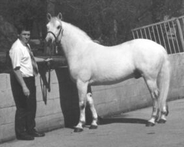 Deckhengst Garryhinch Finn (Connemara-Pony, 1990, von Abbeyleix Fionn)