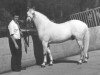 stallion Garryhinch Finn (Connemara Pony, 1990, from Abbeyleix Fionn)