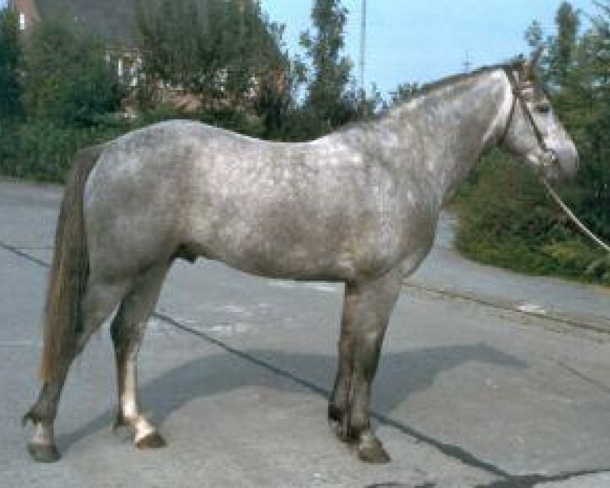 stallion Conor Mac Nessa (Connemara Pony, 1982, from Van Neyhofs Ceasar)