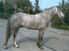 stallion Conor Mac Nessa (Connemara Pony, 1982, from Van Neyhofs Ceasar)