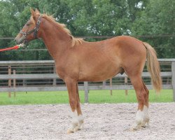 Springpferd Romulus Optimus (Belgisches Reitpony, 2013, von Goliath van de Groenweg)