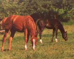 broodmare Dalarna ox (Arabian thoroughbred, 1979, from Blue Hassan EAO)