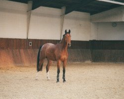 Pferd Rokadero (Bayer, 1996, von Ragazzo)