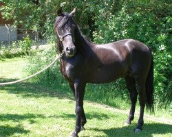 stallion Koqueto III (Pura Raza Espanola (PRE), 2000, from Rumboso XVII)