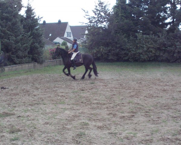 Pferd Hendrik (Friese, 2000, von Tsjerk 328)