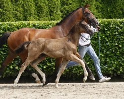 Zuchtstute Unette II (KWPN (Niederländisches Warmblut), 2001, von Gribaldi)