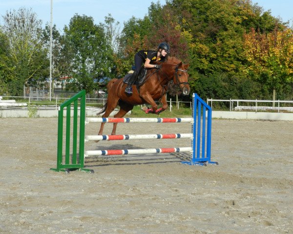 jumper Liebesgabe III (Trakehner, 2000, from Nerv)