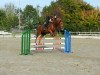 jumper Liebesgabe III (Trakehner, 2000, from Nerv)