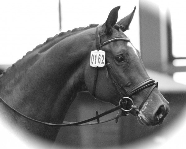 dressage horse Campino AH (Westphalian, 2007, from Clapton)