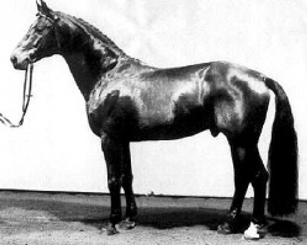 stallion Gonzo I (Hanoverian, 1980, from Gepard)