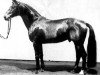 stallion Gonzo I (Hanoverian, 1980, from Gepard)
