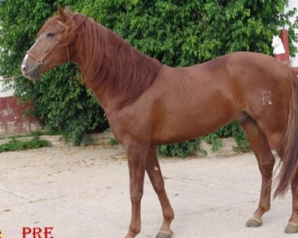stallion Escultor C - Cartujano (Pura Raza Espanola (PRE), 2004, from Bebe III)