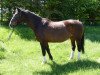 broodmare Marnie (Westphalian, 1992, from Maraschino)