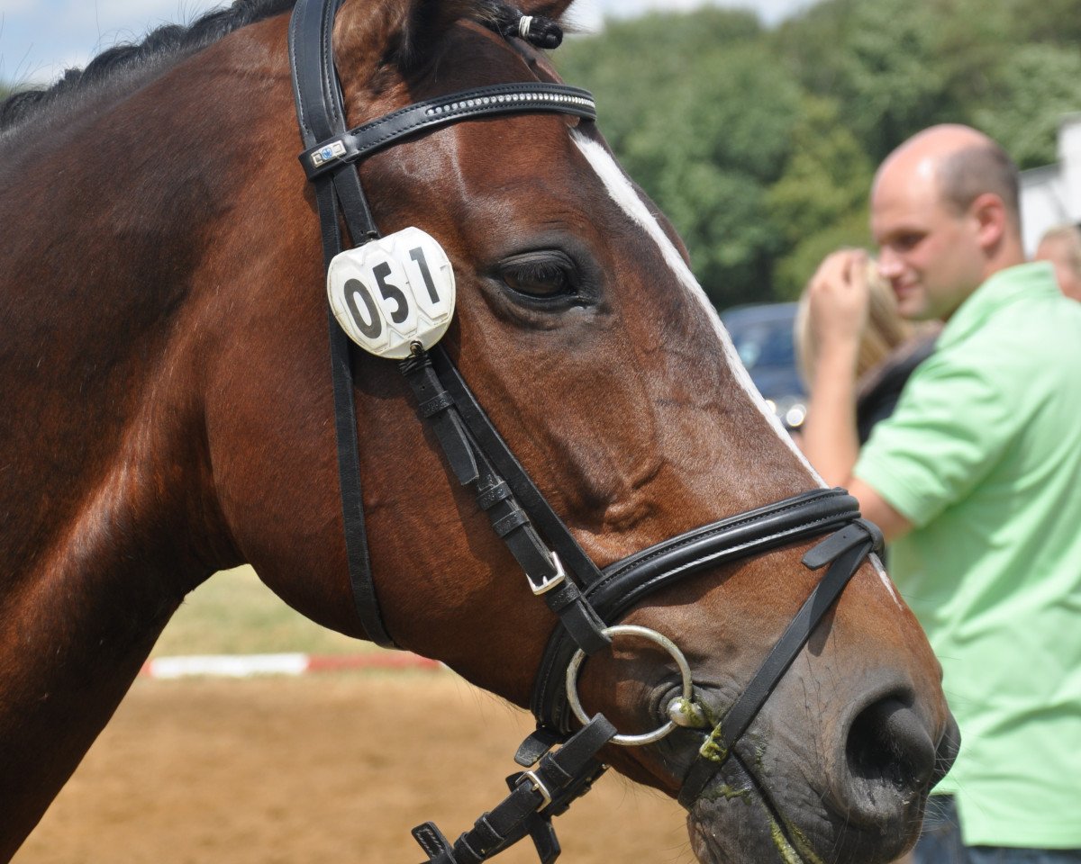 horse Bonnifee (Westphalian, 1999, from Black-Dancer)