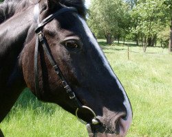 broodmare Achilla (Hanoverian, 1987, from Airport)