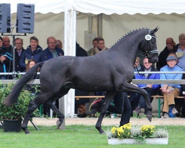 stallion Talismann 93 (Hanoverian, 2012, from Totilas)