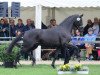 stallion Talismann 93 (Hanoverian, 2012, from Totilas)