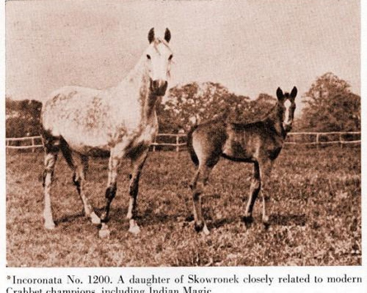 broodmare Incoronata ox (Arabian, 1925, from Skowronek 1909 ox)