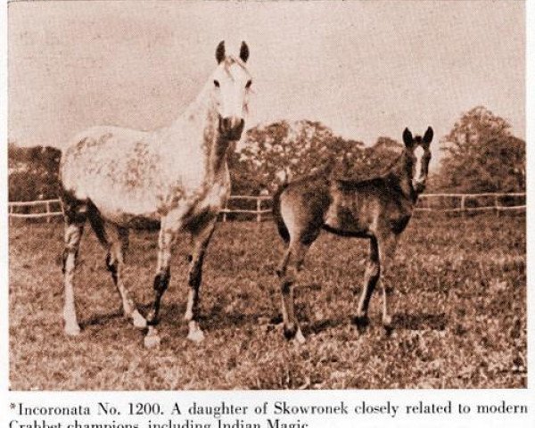 Zuchtstute Incoronata ox (Araber, 1925, von Skowronek 1909 ox)