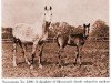 broodmare Incoronata ox (Arabian, 1925, from Skowronek 1909 ox)