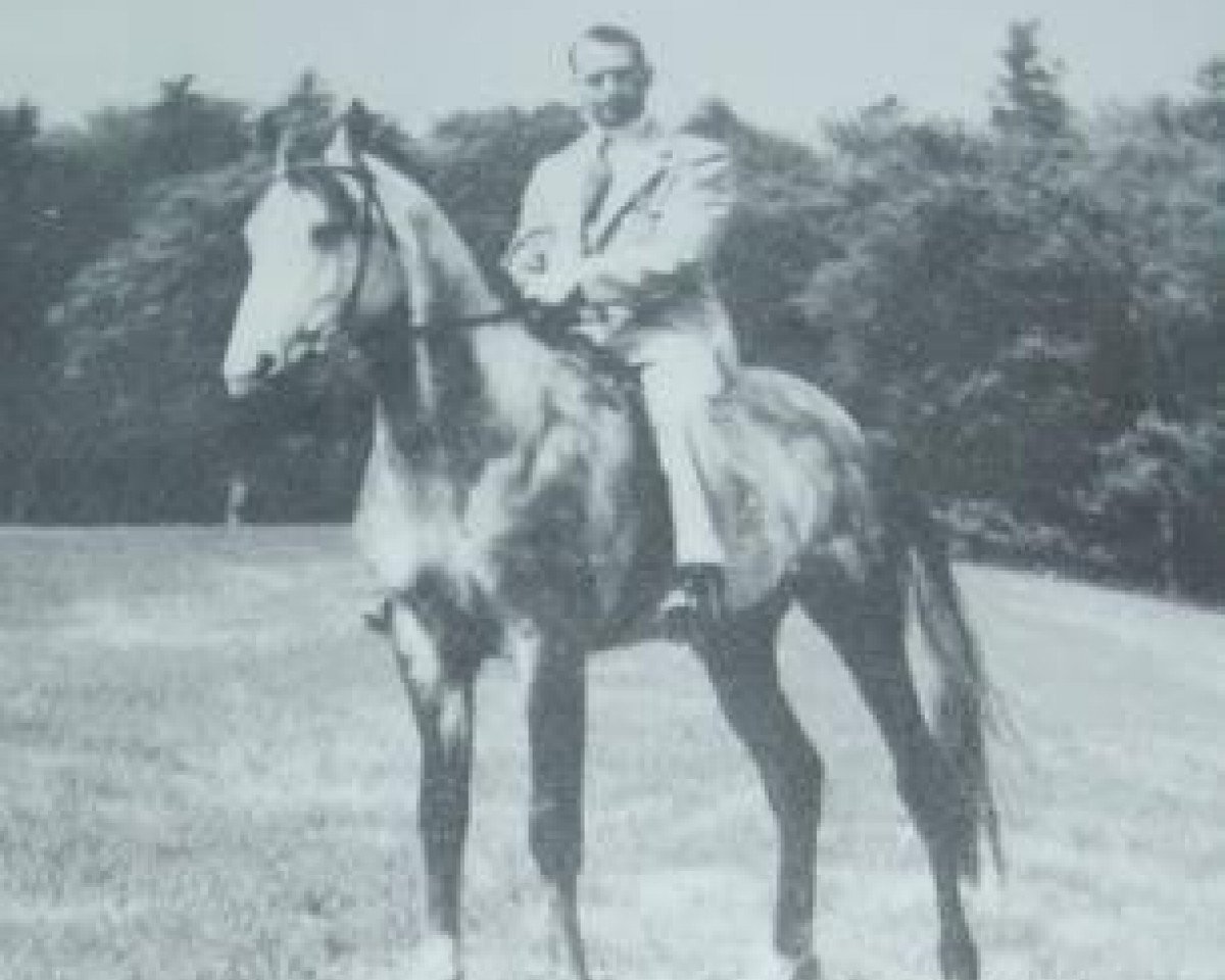 stallion Incoronax ox (Arabian purebred, 1934, from Raseem 1922 ox)