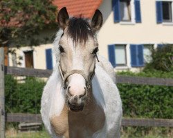 dressage horse Charmeur (German Riding Pony, 2012, from Champagner de Lux WE)