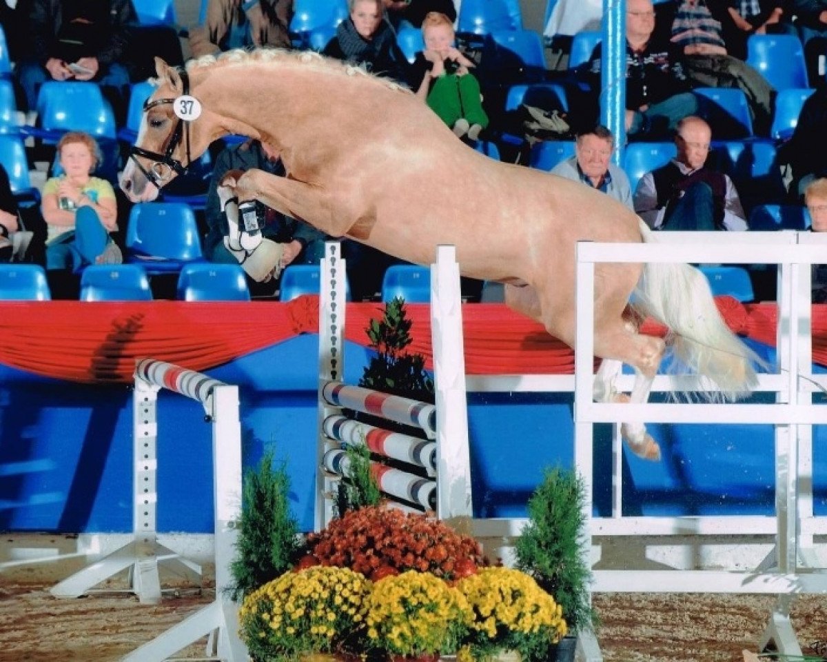 stallion Malibu Beach Boy (German Riding Pony, 2011, from The Braes My Mobility)
