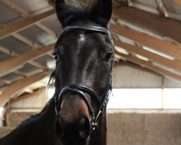 dressage horse Serratus (Hanoverian, 2008, from Stedinger)