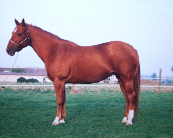 broodmare Boo Sorrela Te Too (Quarter Horse, 1984, from Royal te Too)