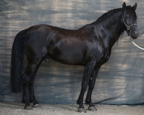 stallion Heretero - Cartujano (Pura Raza Espanola (PRE), 1995, from Limeño III)