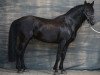 stallion Heretero - Cartujano (Pura Raza Espanola (PRE), 1995, from Limeño III)