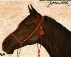 broodmare Jorindah ox (Arabian thoroughbred,  , from Kassam ox)