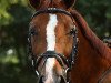 dressage horse Apego G (Oldenburg, 2004, from Argentinus)