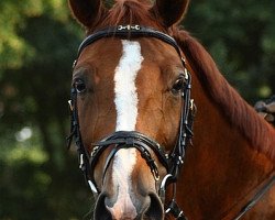 dressage horse Apego G (Oldenburg, 2004, from Argentinus)