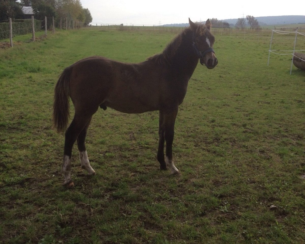 Deckhengst Belantis (Kleines Deutsches Pony, 2014, von Blanchet)