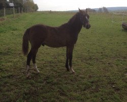 stallion Belantis (Kleines Deutsches Pony, 2014, from Blanchet)