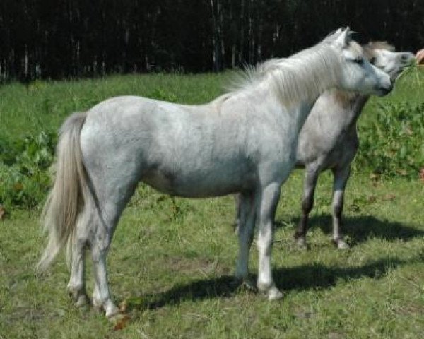 broodmare Lacy Fleur (Welsh mountain pony (SEK.A), 1991, from Sunwillow Thun)