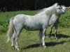 Zuchtstute Lacy Fleur (Welsh Mountain Pony (Sek.A), 1991, von Sunwillow Thun)