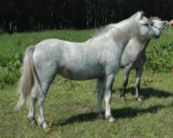 Zuchtstute Lacy Fleur (Welsh Mountain Pony (Sek.A), 1991, von Sunwillow Thun)