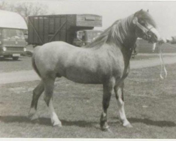 Deckhengst Weston Dixie (Welsh Mountain Pony (Sek.A), 1973, von Twyford Tweed)