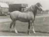 stallion Weston Dixie (Welsh mountain pony (SEK.A), 1973, from Twyford Tweed)