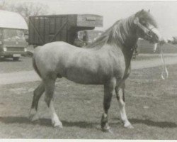 stallion Weston Dixie (Welsh mountain pony (SEK.A), 1973, from Twyford Tweed)