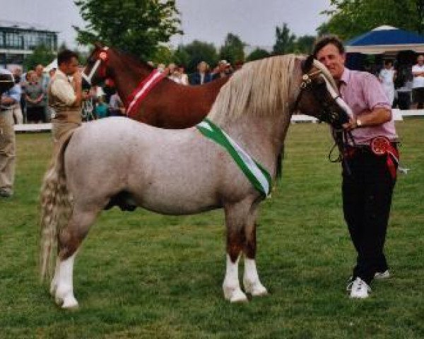stallion Blackhill Picalo (Welsh mountain pony (SEK.A), 1990, from Weston Dixie)